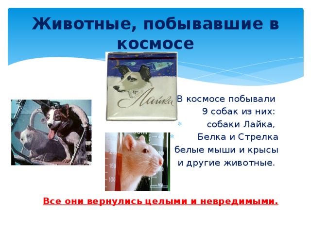 Животные, побывавшие в космосе В космосе побывали 9 собак из них: собаки Лайка, Белка и Стрелка  белые мыши и крысы и другие животные.   Все они вернулись целыми и невредимыми. 