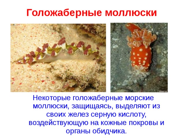 Голожаберные моллюски Некоторые голожаберные морские моллюски, защищаясь, выделяют из своих желез серную кислоту, воздействующую на кожные покровы и органы обидчика. 
