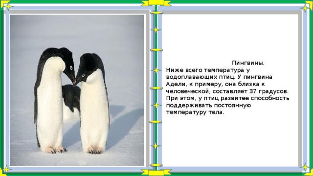  Пингвины. Ниже всего температура у водоплавающих птиц. У пингвина Адели, к примеру, она близка к человеческой, составляет 37 градусов. При этом, у птиц развитее способность поддерживать постоянную температуру тела. 