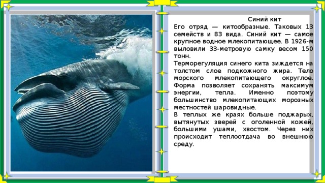  Синий кит Его отряд — китообразные. Таковых 13 семейств и 83 вида. Синий кит — самое крупное водное млекопитающее. В 1926-м выловили 33-метровую самку весом 150 тонн. Терморегуляция синего кита зиждется на толстом слое подкожного жира. Тело морского млекопитающего округлое. Форма позволяет сохранять максимум энергии, тепла. Именно поэтому большинство млекопитающих морозных местностей шаровидные. В теплых же краях больше поджарых, вытянутых зверей с оголенной кожей, большими ушами, хвостом. Через них происходит теплоотдача во внешнюю среду. 