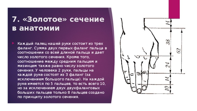 7. «Золотое» сечение в анатомии Каждый палец нашей руки состоит из трех фаланг. Сумма двух первых фаланг пальца в соотношении со всей длиной пальца и дает число золотого сечения. Кроме того, соотношение между средним пальцем и мизинцем также равно числу золотого сечения. У человека 2 руки, пальцы на каждой руке состоят из 3 фаланг (за исключением большого пальца). На каждой руке имеется по 5 пальцев, то есть всего 10, но за исключением двух двухфаланговых больших пальцев только 8 пальцев создано по принципу золотого сечения. 