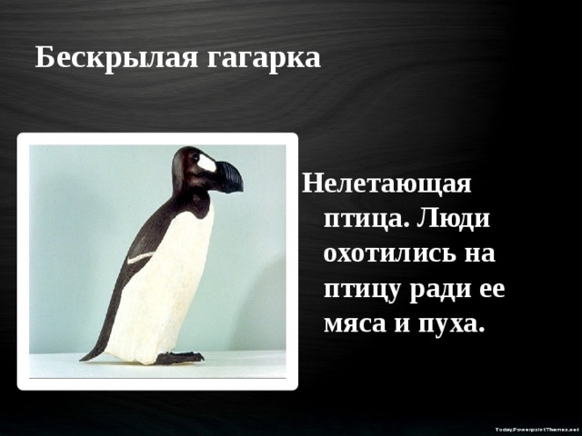 Бескрылый. Бескрылая Гагарка красная книга. Бескрылая Гагарка мясо. Нелетающей бескрылой гагарки. Гагарка птица из красной книги на черных страницах.