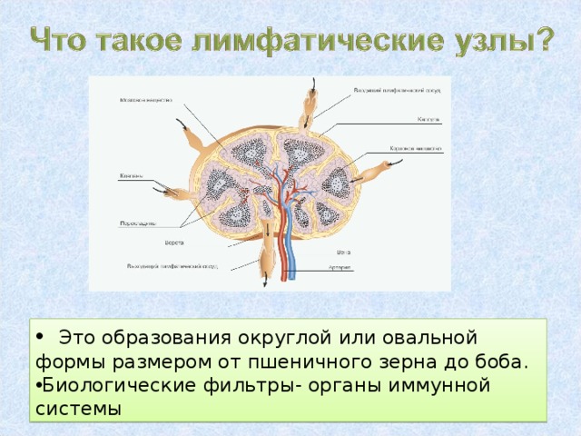 Стенка лимфатических капилляров состоит из