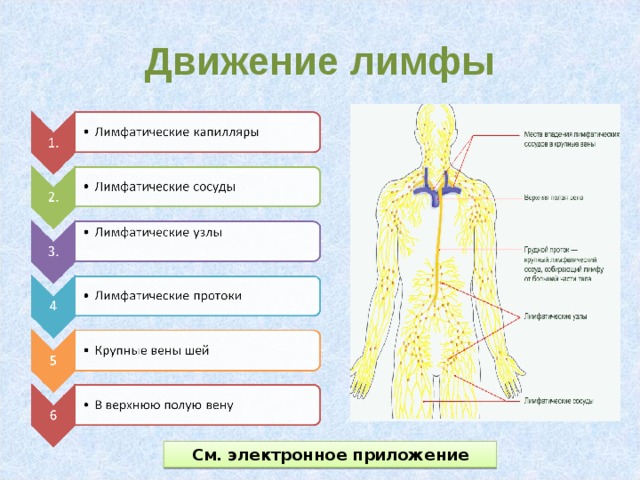 Лимфатическая система человека схема движения лимфы