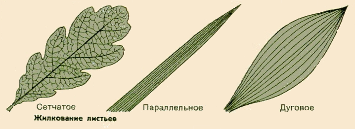 Сетчатое жилкование. Типы жилкования листьев сетчатое параллельное дуговое. Лист дуба сетчатое жилкование.