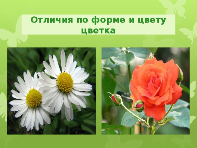 Отличия по форме и цвету цветка 