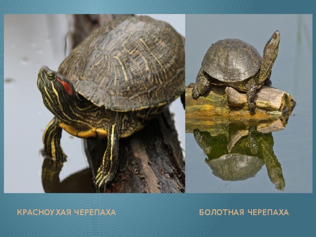 Какой тип развития характерен для черепахи. Красноухая Болотная черепаха. Европейская Болотная черепаха самка и самец. Красноухая черепаха Эволюция. Болотная черепаха и красноухая различия.