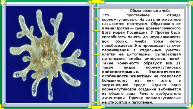 Каких животных объединяют в группу корненожки составьте план ответа об особенностях амебы кратко