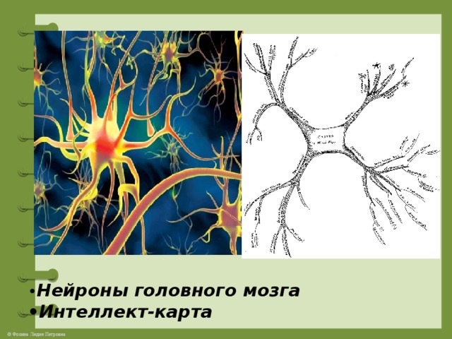 • Нейроны головного мозга •Интеллект-карта