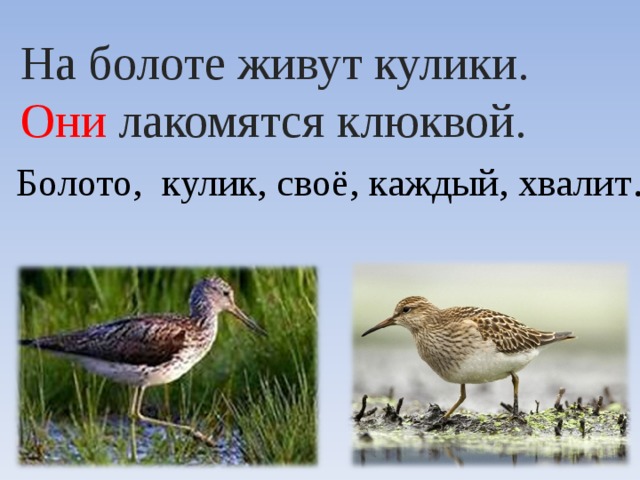 Всякий кулик свое болото хвалит синтаксический разбор. Кулик свое болото хвалит. Каждый Кулик свое болото. Кулик на болоте. Всякий Кулик свое болото хвалит значение.