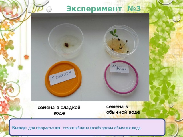 Эксперимент №3 семена в обычной воде семена в сладкой воде Вывод: для прорастания семян яблони необходима обычная вода. 