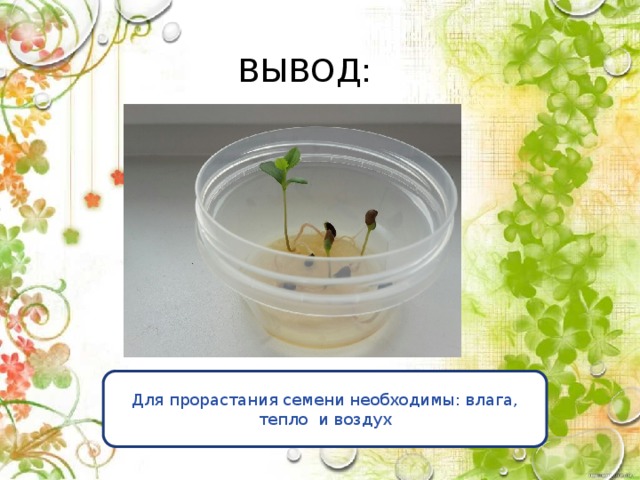 Экспериментатор измельчил семена гороха добавил. Вода для прорастания семян. Опыт проращивание семян. Что необходимо для прорастания семян. Прорастание семян яблони.