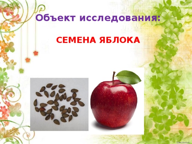 Объект исследования:  СЕМЕНА ЯБЛОКА 