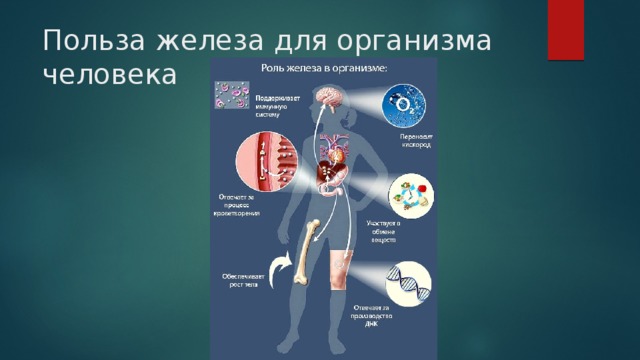 Для чего нужно железо для человека