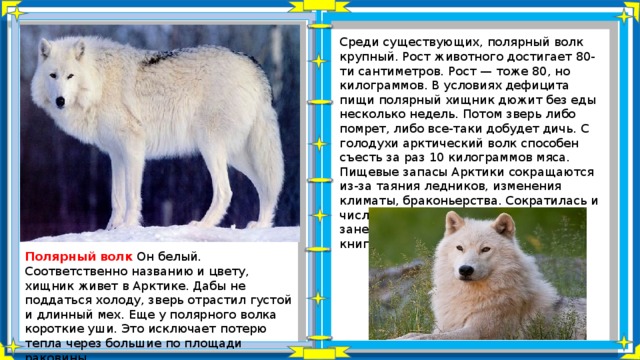 Полярный волк колония где на карте. Полярный волк доклад для 4 класса. Информация о белом волке. Полярный волк описание. Сообщение о белом волке.