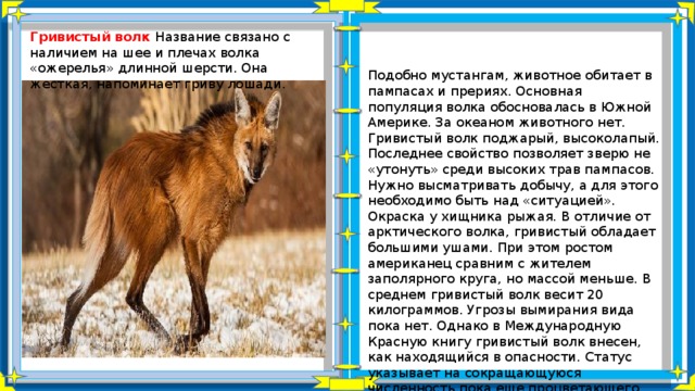 Гривистый волк Название связано с наличием на шее и плечах волка «ожерелья» длинной шерсти. Она жесткая, напоминает гриву лошади. Подобно мустангам, животное обитает в пампасах и прериях. Основная популяция волка обосновалась в Южной Америке. За океаном животного нет. Гривистый волк поджарый, высоколапый. Последнее свойство позволяет зверю не «утонуть» среди высоких трав пампасов. Нужно высматривать добычу, а для этого необходимо быть над «ситуацией». Окраска у хищника рыжая. В отличие от арктического волка, гривистый обладает большими ушами. При этом ростом американец сравним с жителем заполярного круга, но массой меньше. В среднем гривистый волк весит 20 килограммов. Угрозы вымирания вида пока нет. Однако в Международную Красную книгу гривистый волк внесен, как находящийся в опасности. Статус указывает на сокращающуюся численность пока еще процветающего вида   