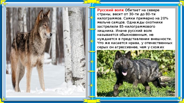 Волки обитающие в России. Классификация волка обыкновенного. Характеристика волка.