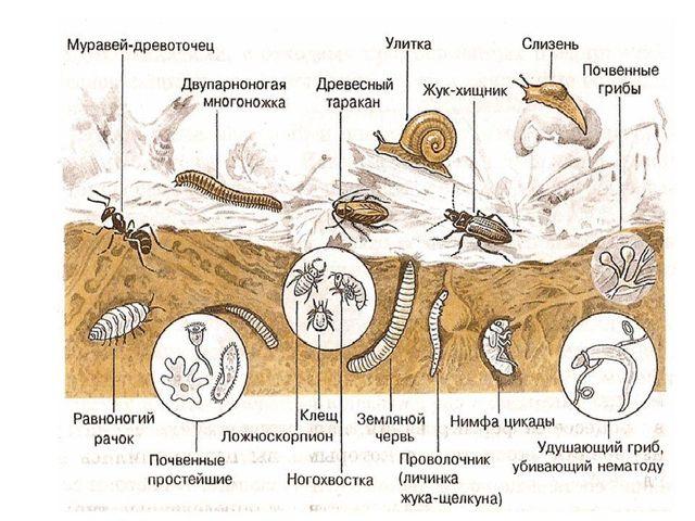 Почва и подземные обитатели в подготовительной группе презентация