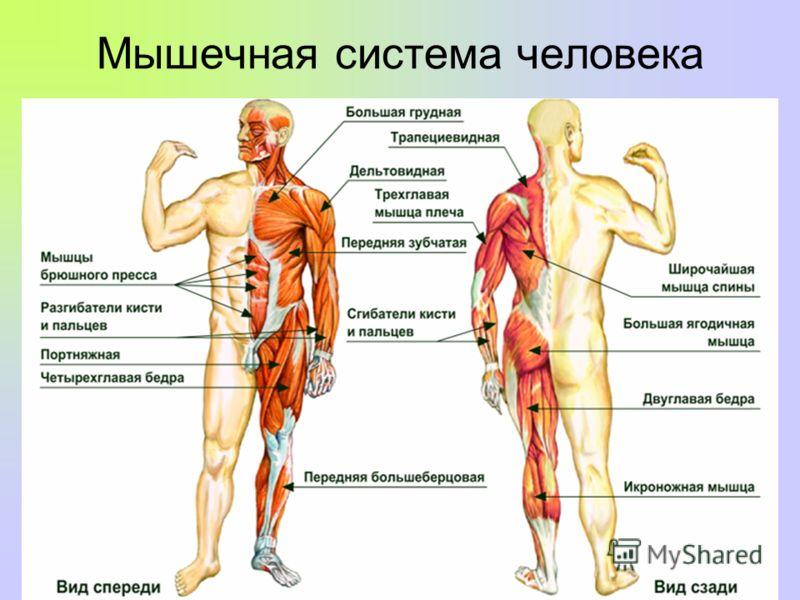 Мускулатура человека схема