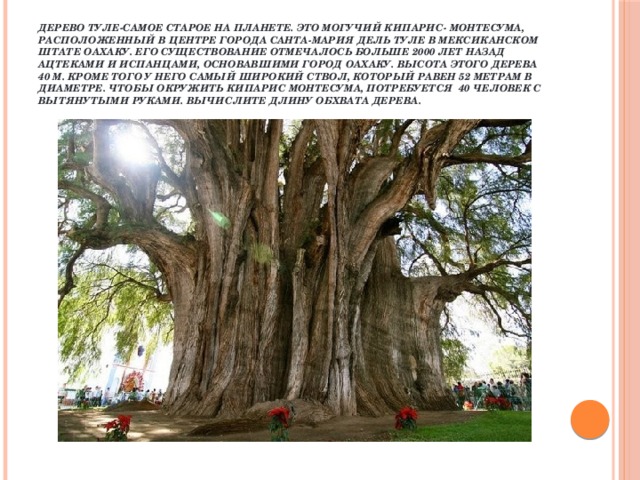 Дерево Туле-самое старое на планете. Это могучий кипарис- Монтесума, расположенный в центре города Санта-Мария дель Туле в мексиканском штате Оахаку. Его существование отмечалось больше 2000 лет назад ацтеками и испанцами, основавшими город Оахаку. Высота этого дерева 40 м. Кроме того у него самый широкий ствол, который равен 52 метрам в диаметре. Чтобы окружить кипарис Монтесума, потребуется 40 человек с вытянутыми руками. Вычислите длину обхвата дерева. 