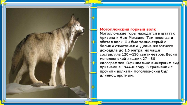Моголлонский горный волк Моголлонские горы находятся в штатах Аризона и Нью-Мексико. Там некогда и обитал волк. Он был темно-серый с белыми отметинами. Длина животного доходила до 1,5 метра, но чаще составляла 120—130 сантиметров. Весил моголлонский хищник 27—36 килограммов. Официально вымершим вид признали в 1944-м году. В сравнении с прочими волками моголлонский был длинношерстным. 
