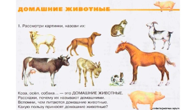 Презентация домашние животные для дошкольников 1 класс
