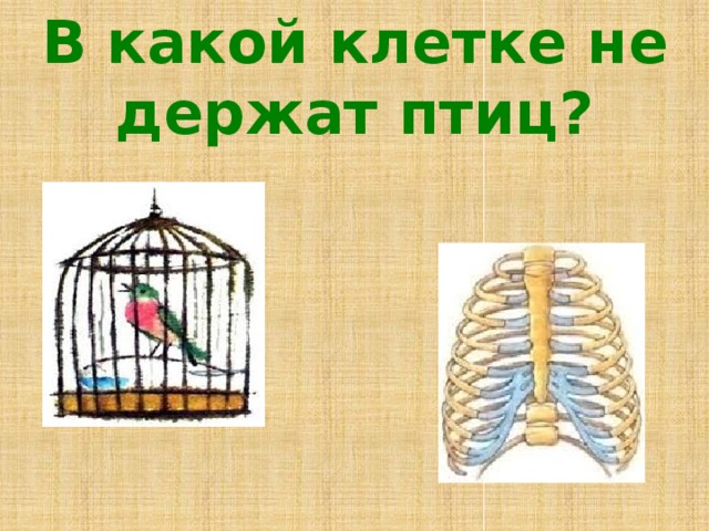 В какой клетке не держат птиц? 