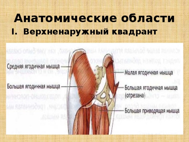 Мышцы ягодицы анатомия картинки для уколов