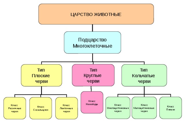 Подцарство многоклеточные схема