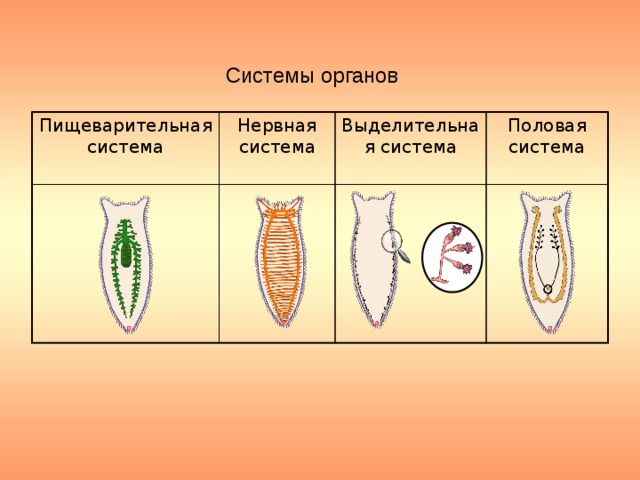 Плоские черви биология 7 класс. Система органов плоских червей 7 класс. Плоские черви системы органов. Черви системы органов. Типы червей биология 7 класс.