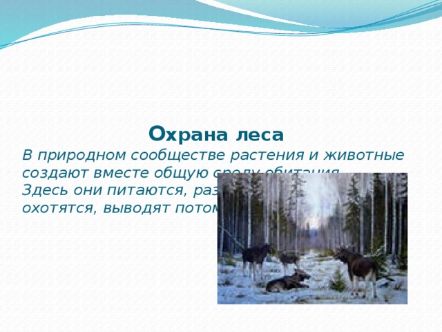      О храна леса  В природном сообществе растения и животные создают вместе общую среду обитания.  Здесь они питаются, развиваются, прячутся, охотятся, выводят потомство.       