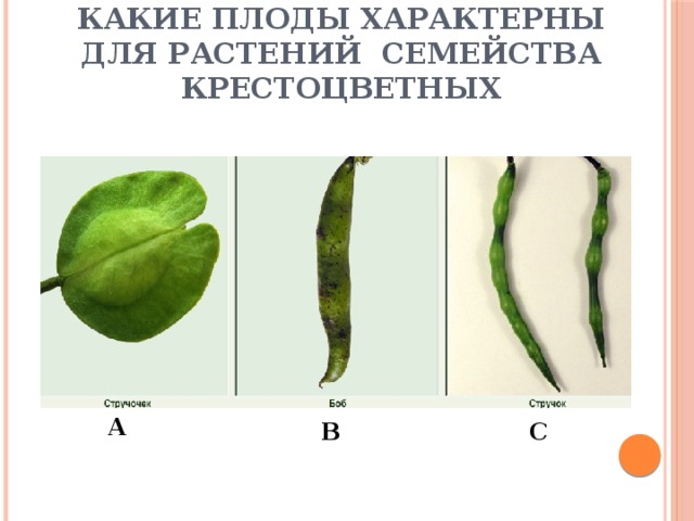 Какие плоды характерны для растений семейства Крестоцветных А В С 