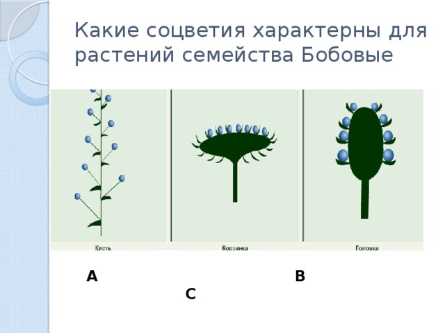 Какие соцветия характерны для растений семейства Бобовые А В С 