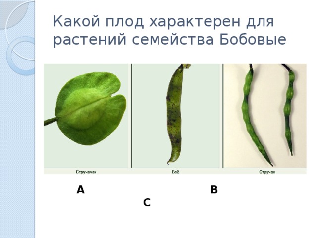 Какой плод характерен для растений семейства Бобовые А В С 