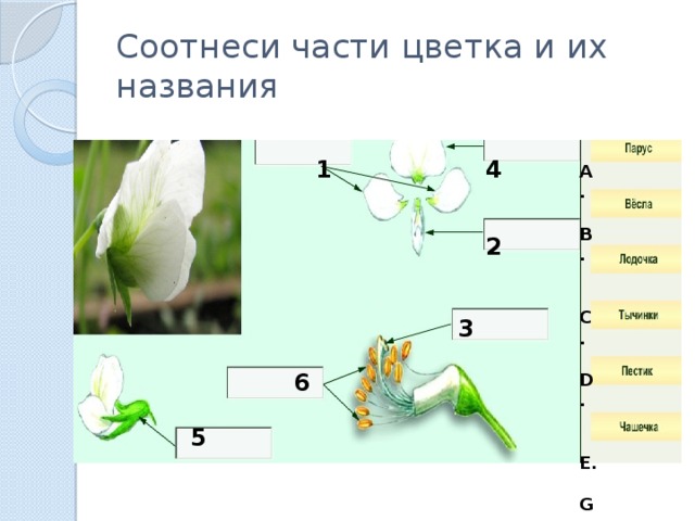 Соотнеси части цветка и их названия 1 4 A.  B.   C.  D.   E.  G.  2 3 6 5  