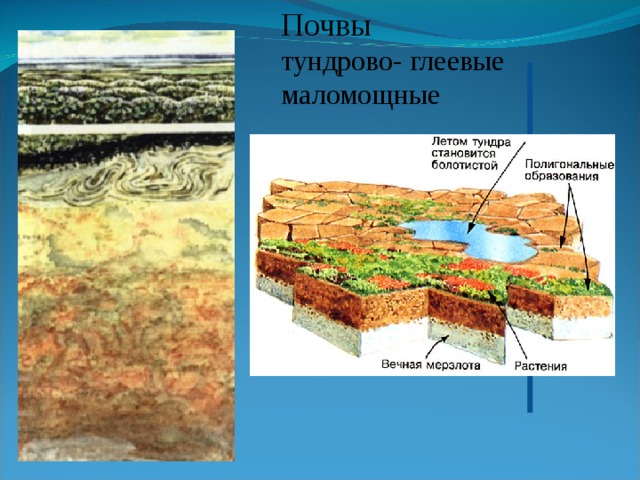 Тундра глеевые почвы плодородие. Типы почв тундрово глеевая. Почвенный профиль тундрово глеевых почв. Тундрово-глеевые почвы схема.