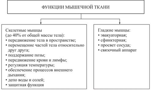 Методическая разработка: "Мышечная и нервная ткани"