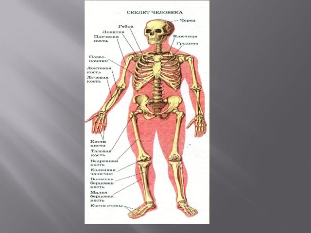 Скелет человека соединение костей. Соединение костей скелета человека. Скелет человека соединение костей скелет головы. Соединение костей головного скелета. Кости и их соединения относят к пассивной части скелета.