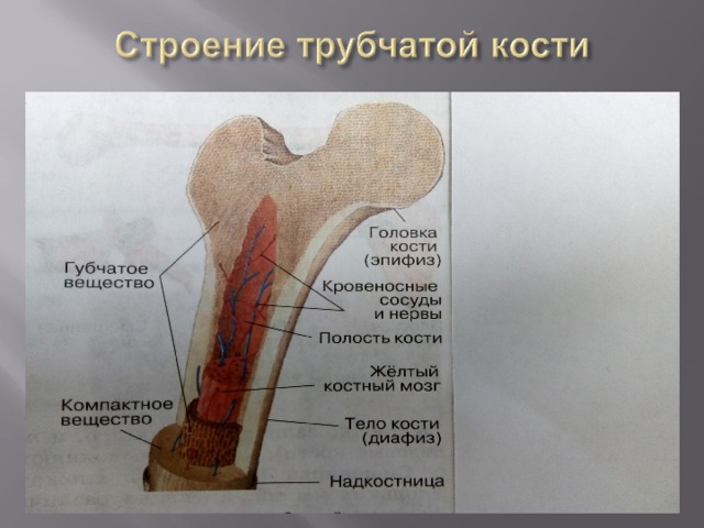 Тело длинной трубчатой кости. Анатомия трубчатой кости. Кость трубчатая структура. Строение структуры трубчатой кости. Строение трубчатых костей анатомия.