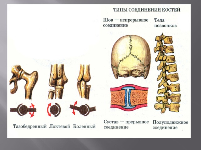 Подвижное соединение между костями. Типы соединения костей полуподвижные. Типы соединения костей схема. Скелет туловища соединение костей. Схема типы соединения костей 8 класс.