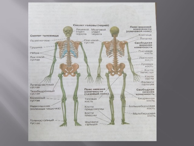 Строение скелета человека фото