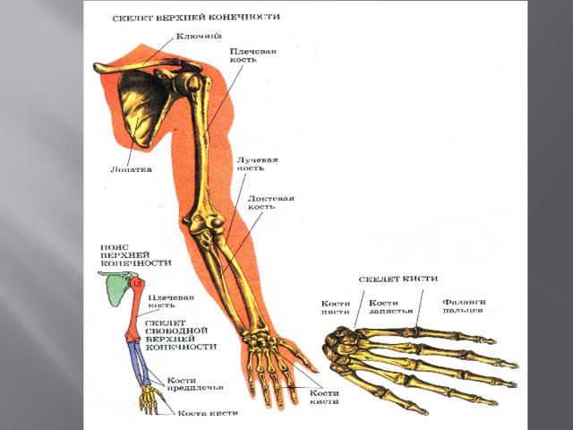 Соединения костей плечевого пояса. Суставы верхней конечности анатомия. Суставы верхней конечности анатомия рисунок. Соединение свободной верхней конечности. Кости и соединения верхней конечности.