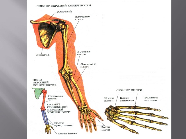 Соединения конечностей и поясов. Суставы верхней конечности анатомия. Суставы верхней конечности анатомия рисунок. Соединение свободной верхней конечности. Кости и соединения верхней конечности.