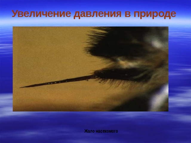 Жало насекомого Увеличение давления в природе 