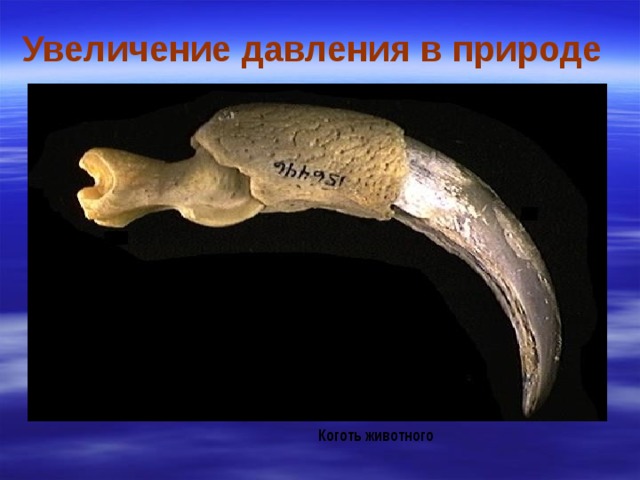 Увеличение давления в природе Коготь животного 