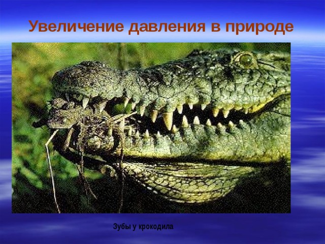 Увеличение давления в природе Зубы у крокодила 