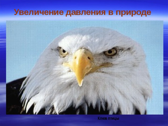 Увеличение давления в природе Клюв птицы 
