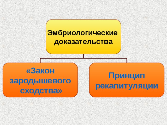 Эмбриологические доказательства «Закон зародышевого сходства» Принцип рекапитуляции 