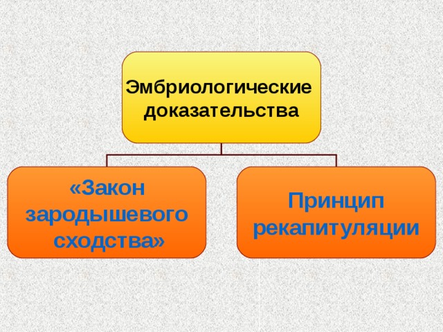 Эмбриологические доказательства «Закон зародышевого сходства» Принцип рекапитуляции 