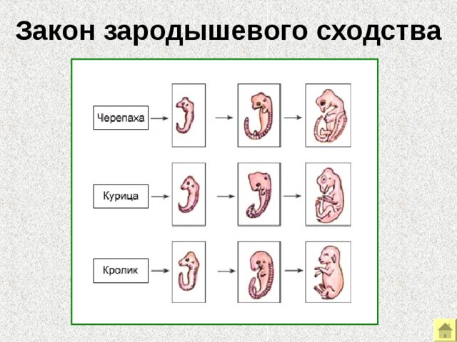 Закон зародышевого сходства Примеры эмбриологических доказательств эволюции. «Закон зародышевого сходства» - ранние стадии развития эмбрионов позвоночных  